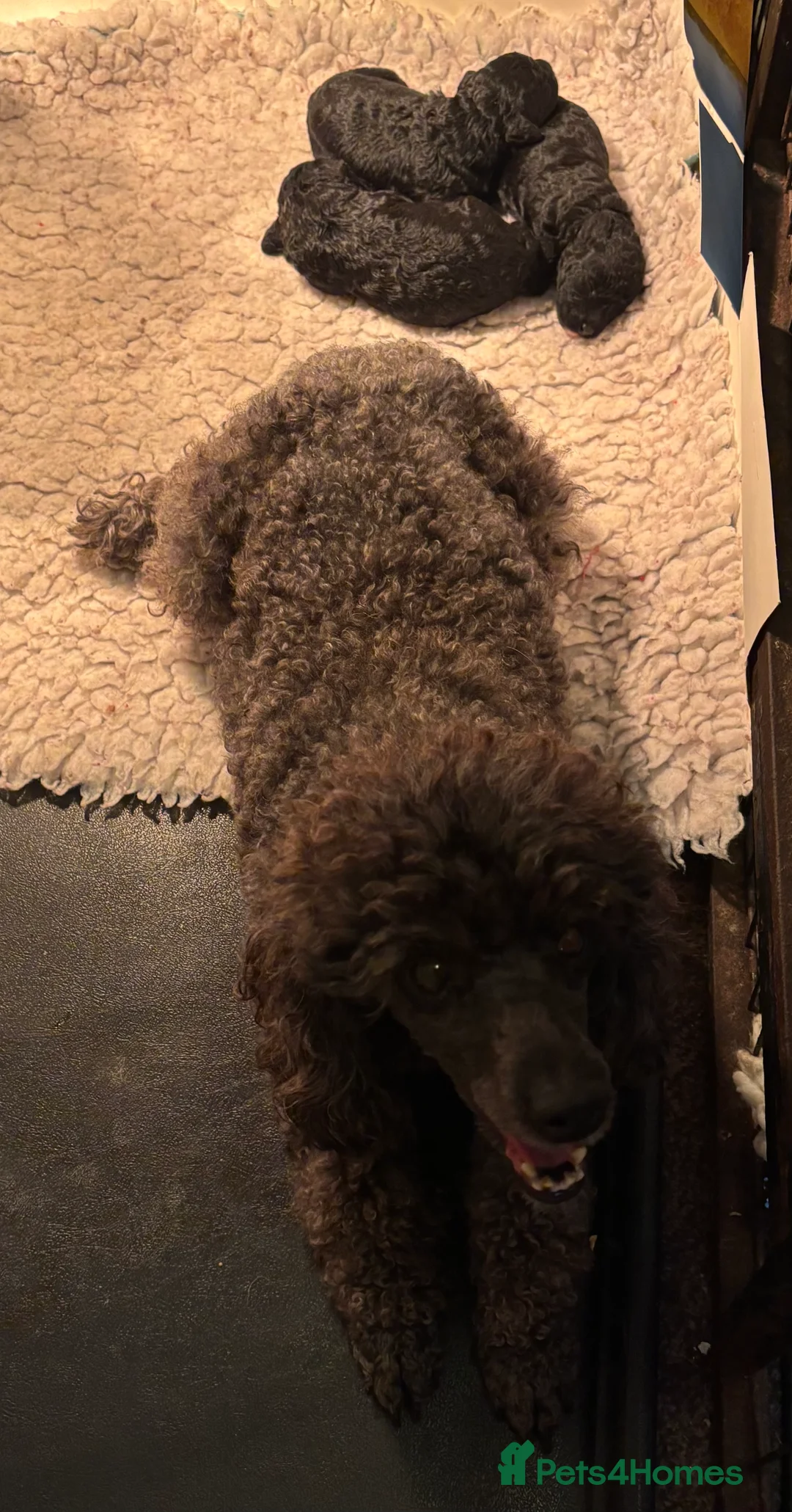 Toy Poodle dogs for sale: Toy Poodle boys KC Registered Parents - Advert 2