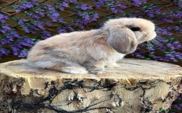 Mini Lop rabbits for sale: Harlequin Mini Lop Buck - Image 10