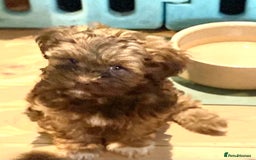 Maltipoo dogs for sale: 🌟BUNDLES OF JOY 🐶 TEDDY BEAR MALSHIPOO PUPS - Image 9