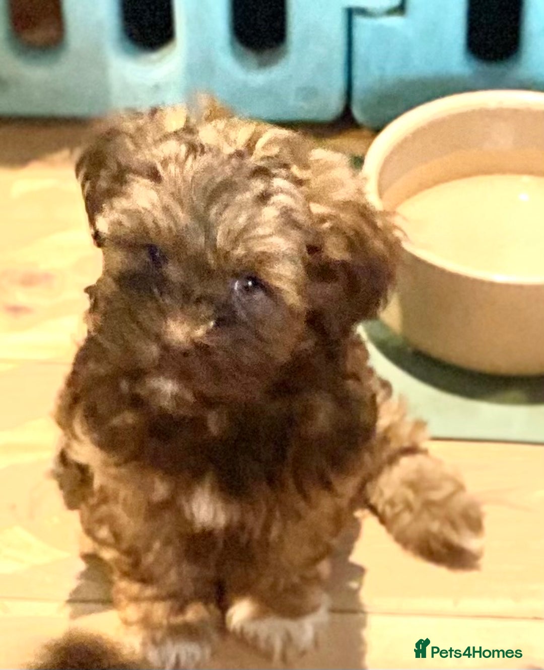 Maltipoo dogs for sale: 🌟BUNDLES OF JOY 🐶 TEDDY BEAR MALSHIPOO PUPS - Image 9