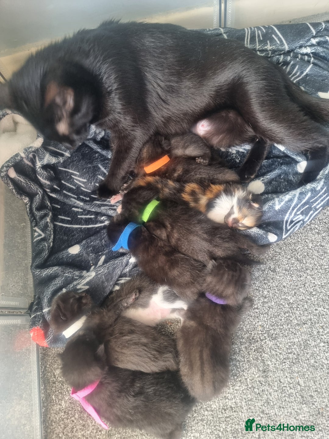 Domestic Shorthair cats for sale: 3 black kittens  - Image 8