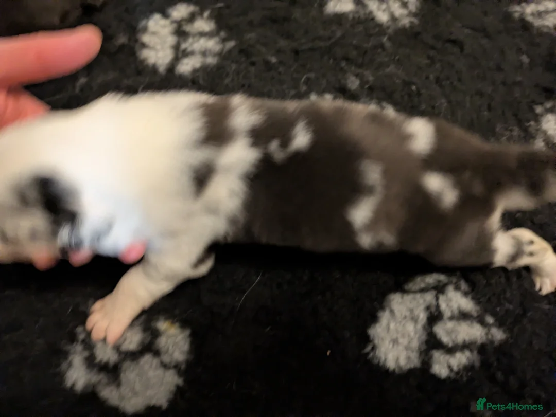 Border Collie dogs for sale: Border Collie Puppies - B&W/Merle -ISDS Registered - Advert 31