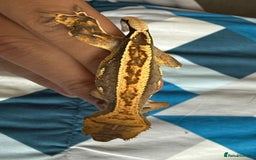 Gecko reptiles for sale: 2x baby crested gecko and full bioactive setup - Image 8
