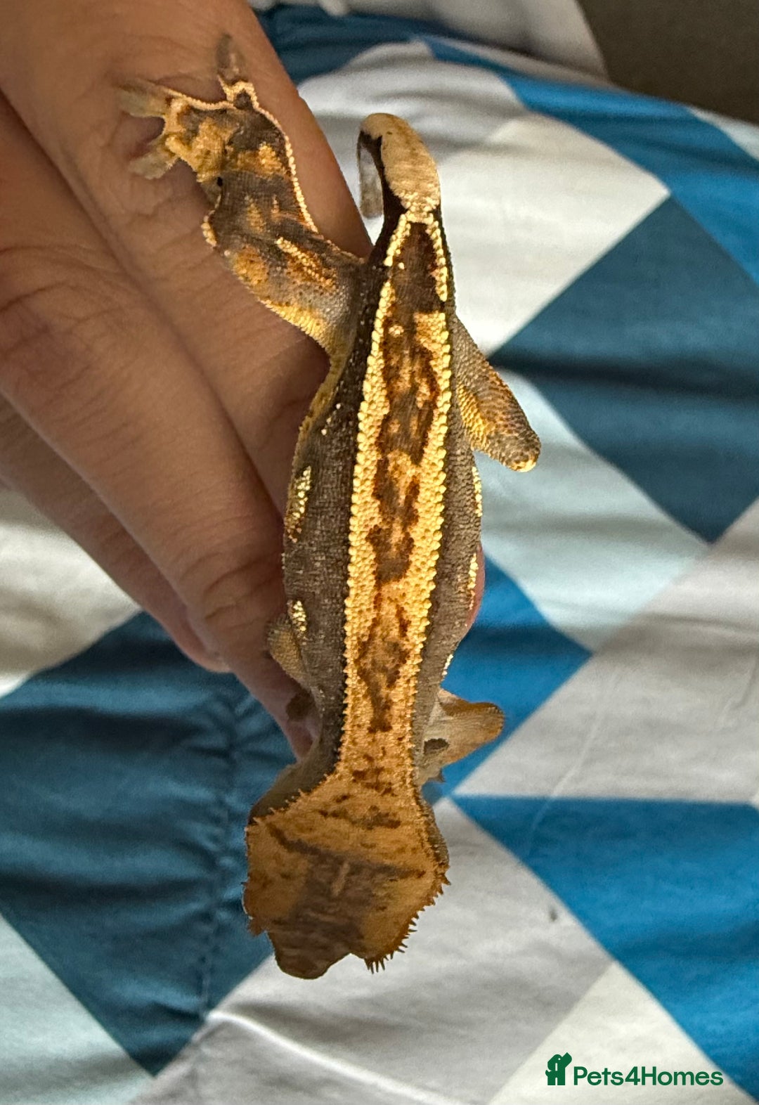 Gecko reptiles for sale: 2x baby crested gecko and full bioactive setup - Image 8