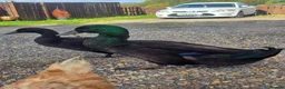 Ducks poultry for sale: Cayuga Ducks in Durham - Advert 5