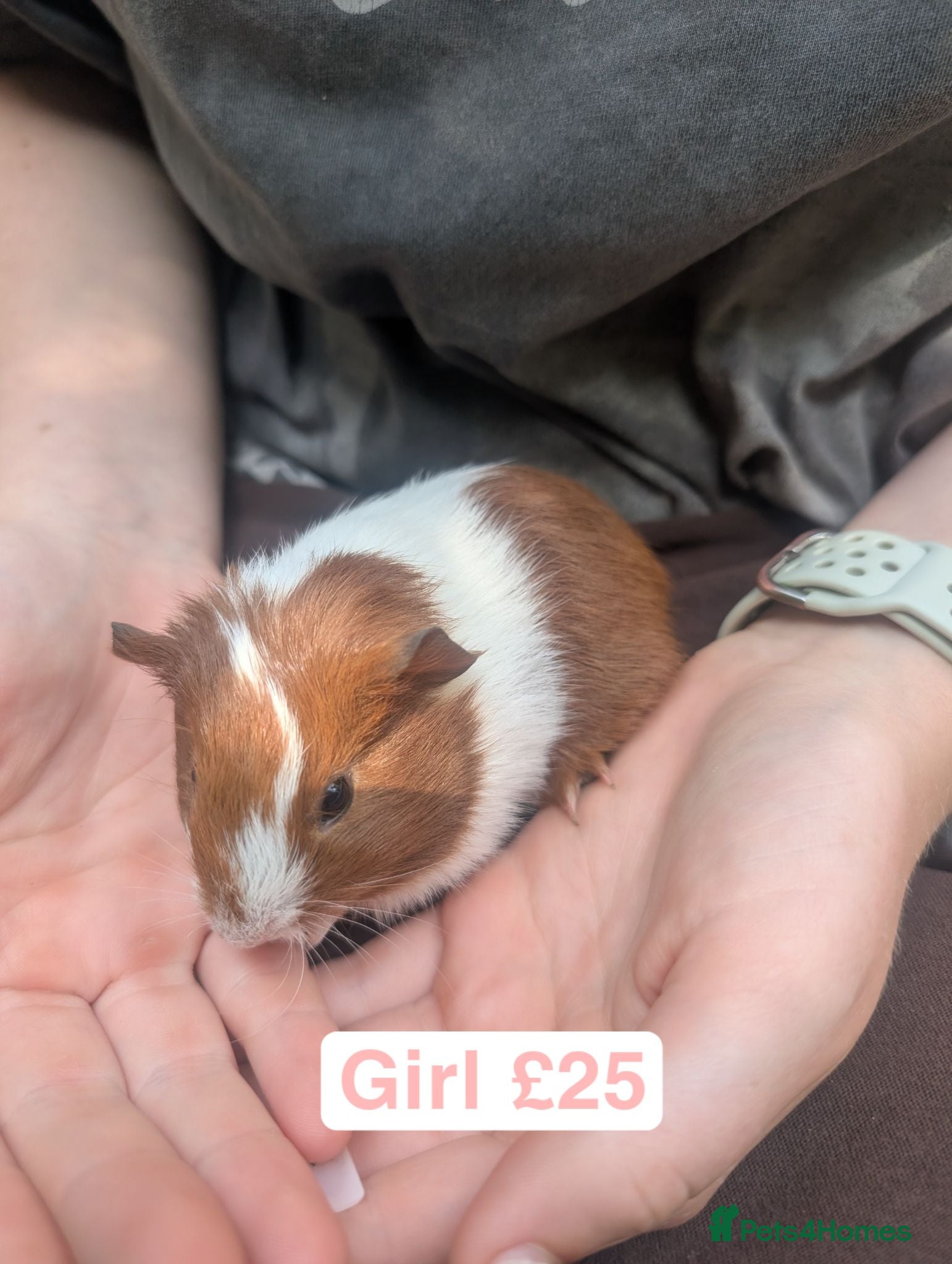 Guinea Pig rodents Guinea pigs girls and boys  - Advert 4