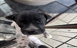 Pointer dogs for sale: ⭐️ LAST 3 PUPS REMAINING!⭐️ - Image 10