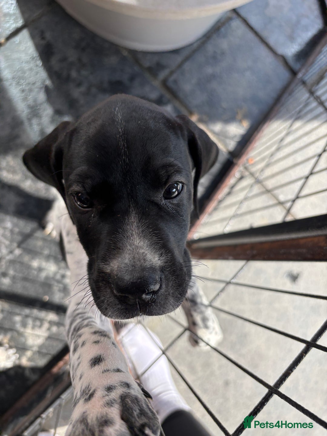 Pointer dogs for sale: ⭐️ LAST 3 PUPS REMAINING!⭐️ - Image 10
