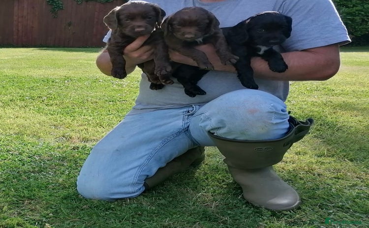 Cocker Spaniel dogs - Advert 10