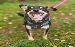Mixed Breed dogs for adoption: 💖🐶 BUKA 🐶💖 - Image 22
