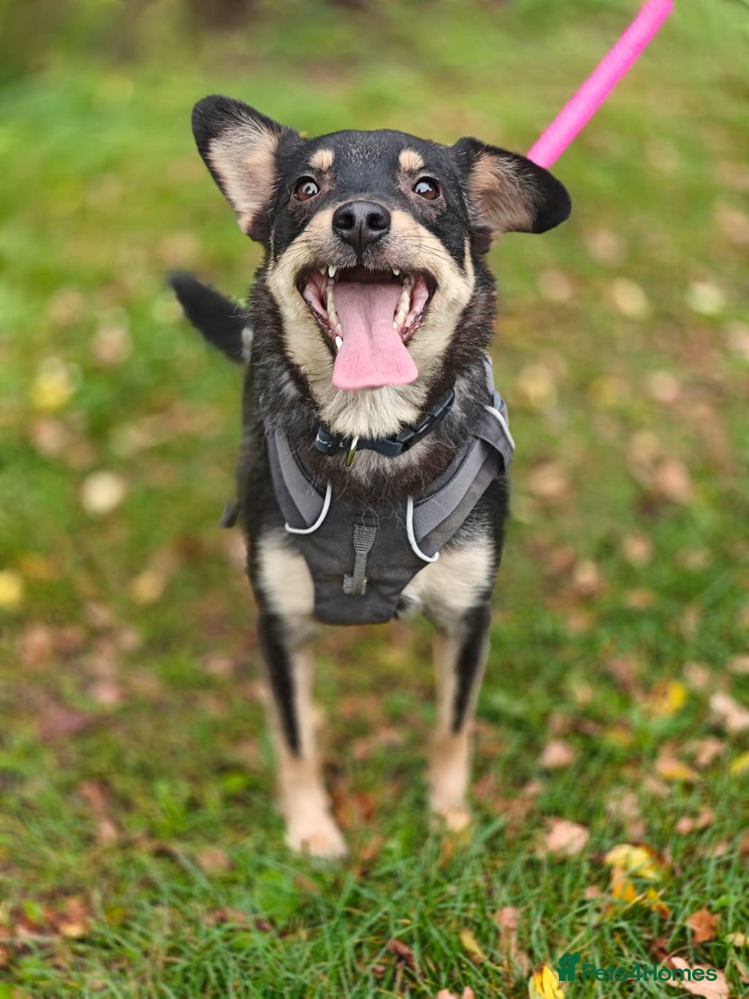 Mixed Breed dogs for adoption: 💖🐶 BUKA 🐶💖 - Image 22