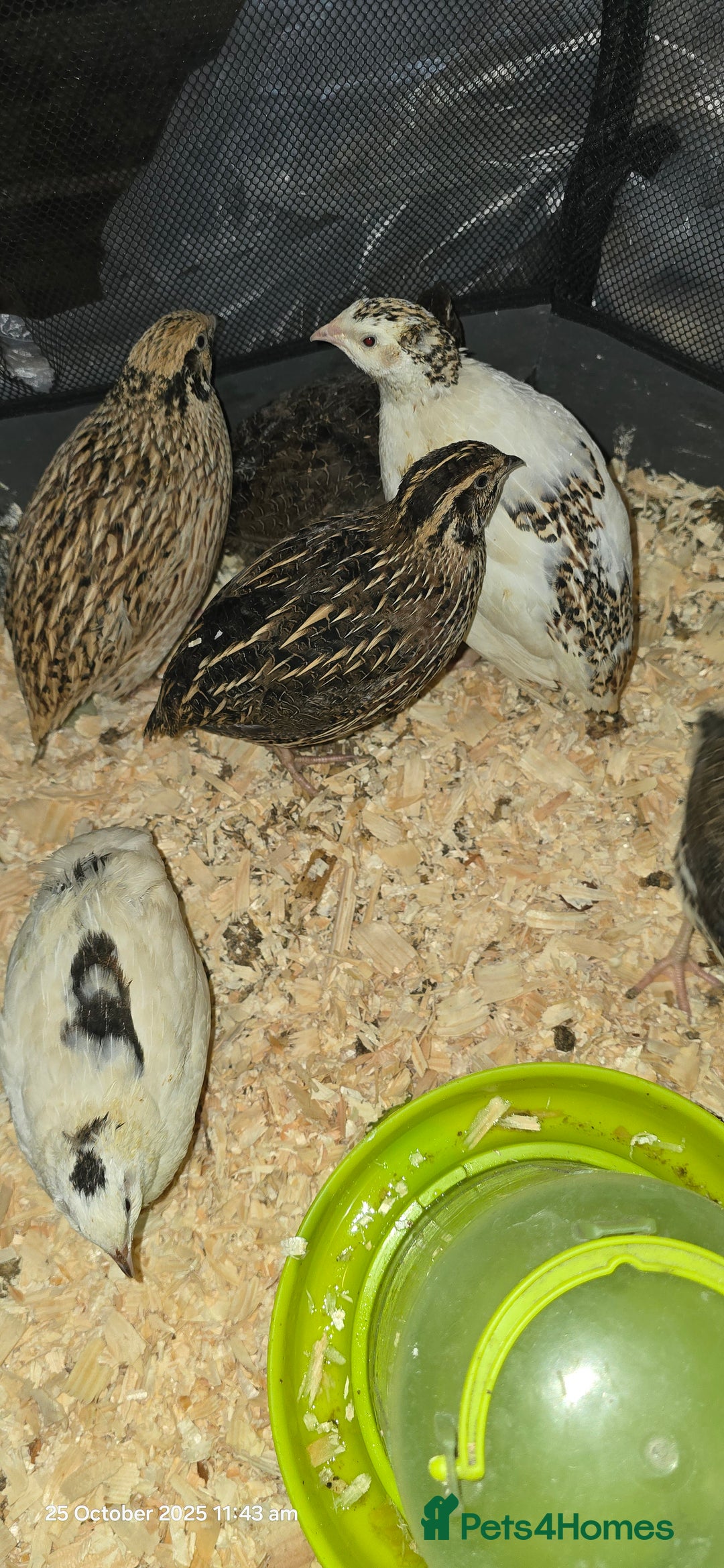 Quail poultry for sale: 🌟 Adult Quails for Sale! 🌟 - Image 17