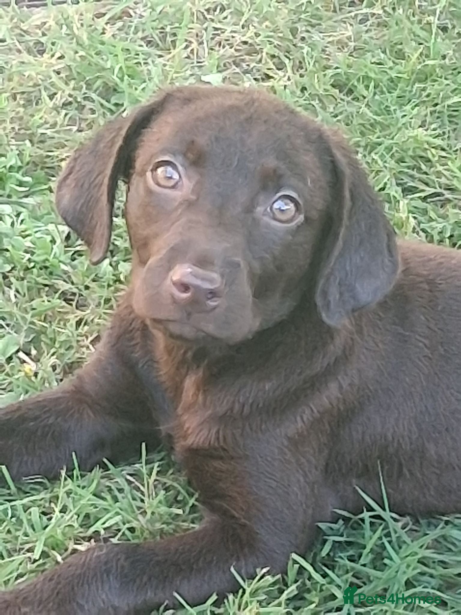 Labrador Retriever dogs  Fully vaccinated chocolate lab pups ready to go - Advert 1