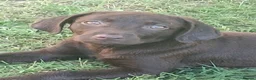 Labrador Retriever dogs for sale:  Fully vaccinated chocolate male lab pup ready now - Advert 19