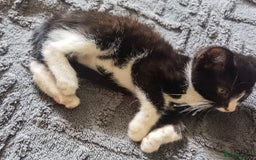 Mixed Breed cats for sale: playful lovely kittens grey torti black girls boys - Image 2
