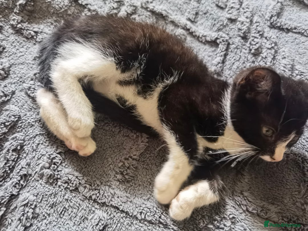 Mixed Breed cats for sale: playful lovely kittens grey torti black girls boys - Image 2
