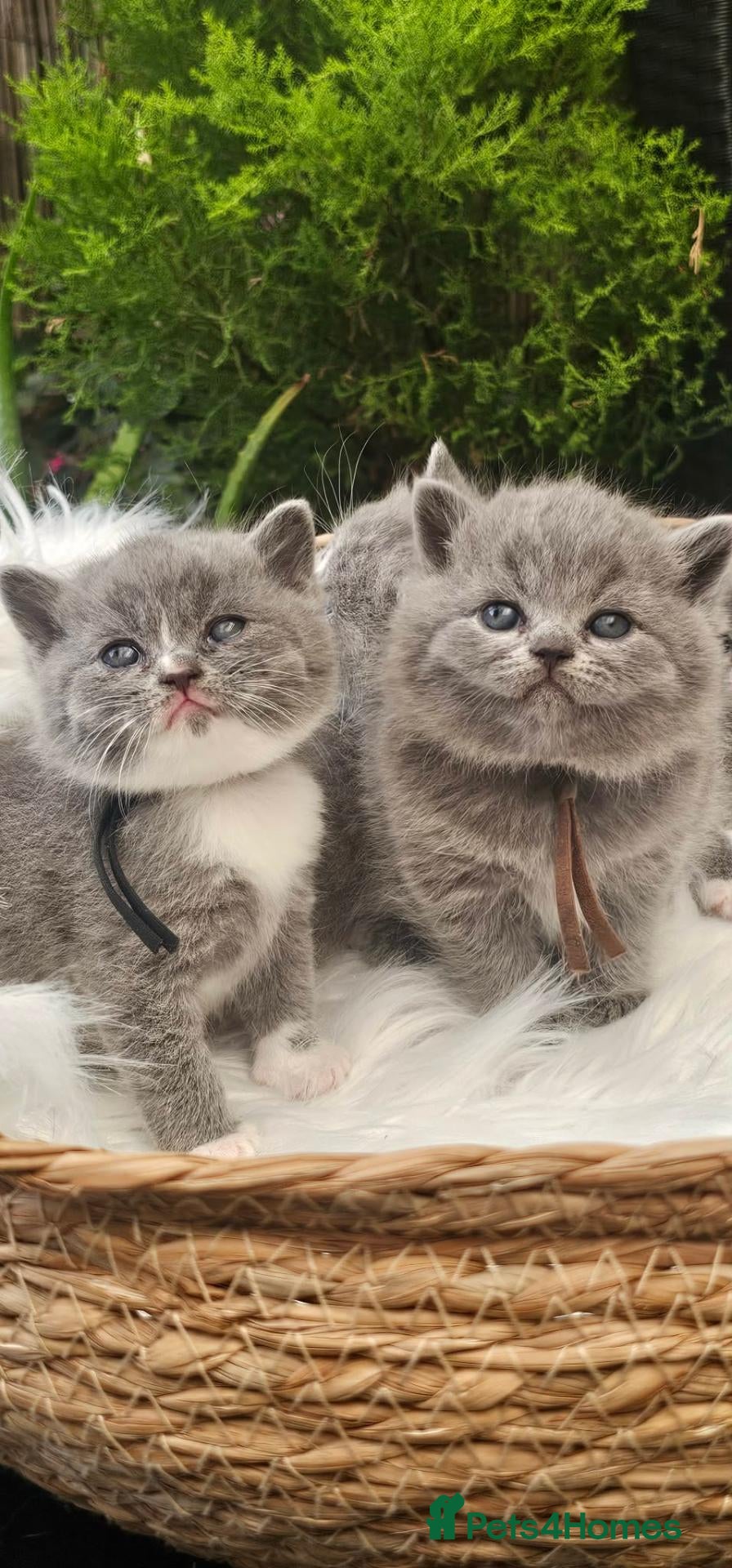 British Shorthair cats GCCF Registered British Shorthair Kittens - Advert 1