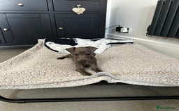 Italian Greyhound dogs for sale: Beautiful Italian greyhound puppies  - Image 22