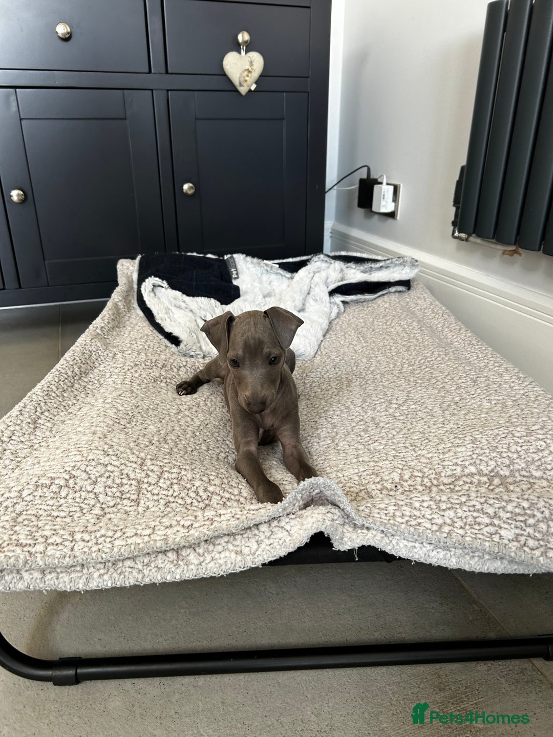 Italian Greyhound dogs for sale: Beautiful Italian greyhound puppies  - Image 22