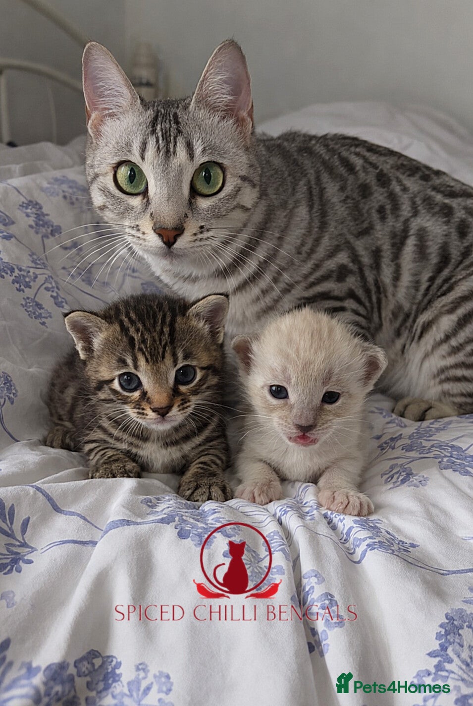 Bengal cats 🌟6 x CHAMPION BENGALS KITTENS🌟 - Advert 10