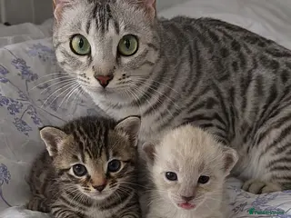 Bengal cats 🌟6 x CHAMPION BENGALS KITTENS🌟 - Advert 2