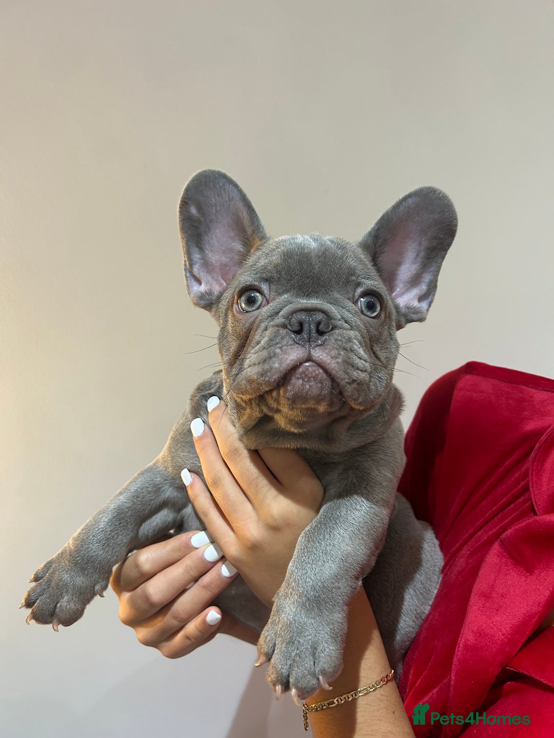 French Bulldog dogs for sale: READY NOW KC registered x 5 french bulldogs pups - Advert 5