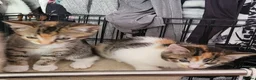 Mixed Breed cats for sale: My gorgeous girls in Welling - Advert 2
