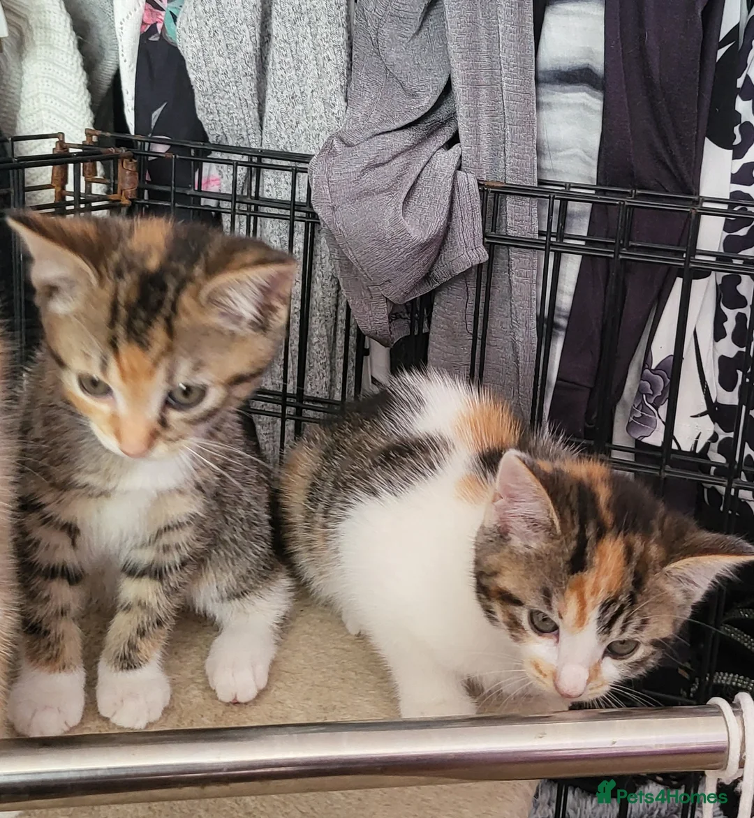 Mixed Breed cats for sale: My gorgeous girls in Welling - Advert 2