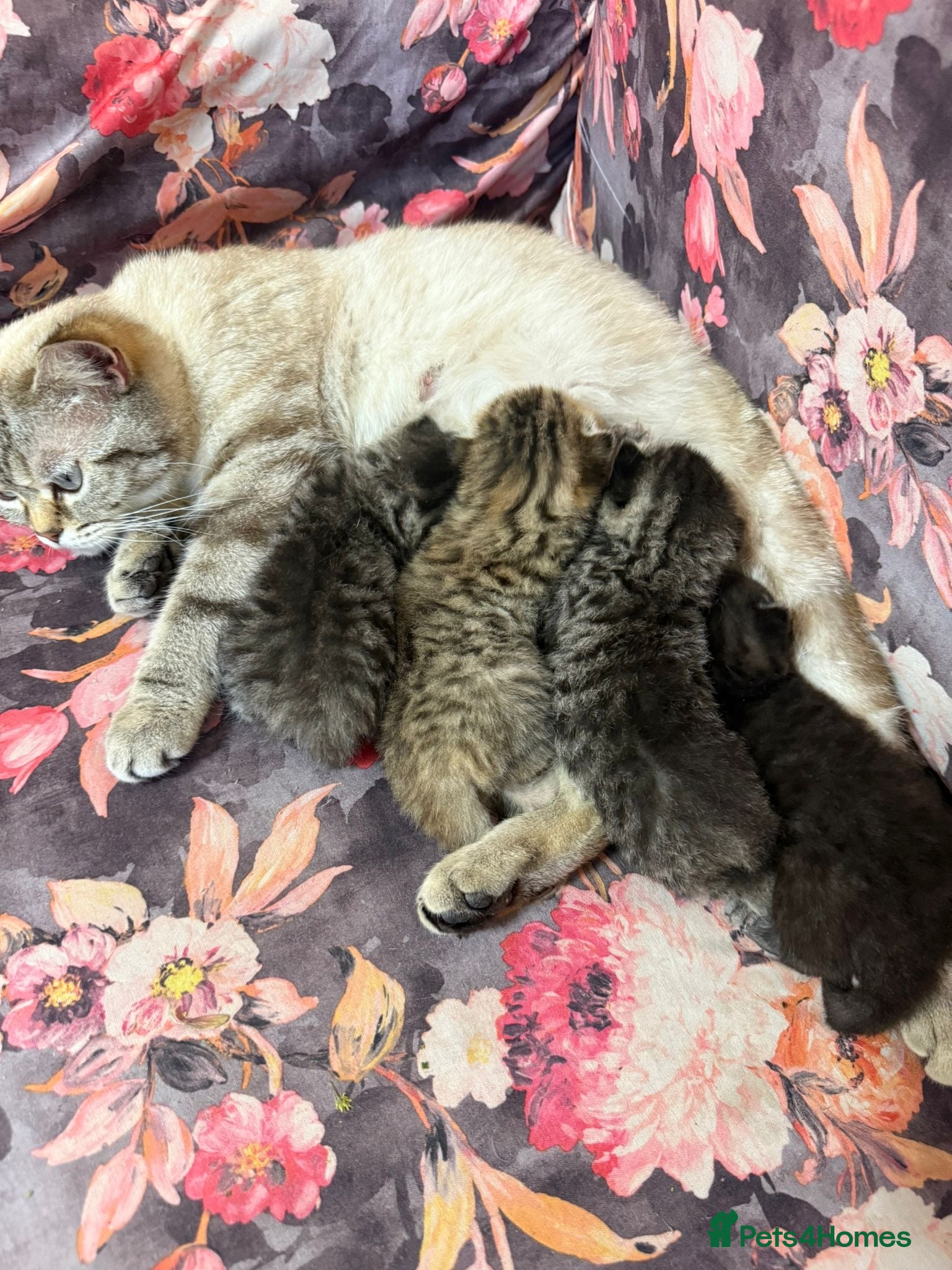 British Shorthair cats Quality British shorthair kittens  - Advert 1