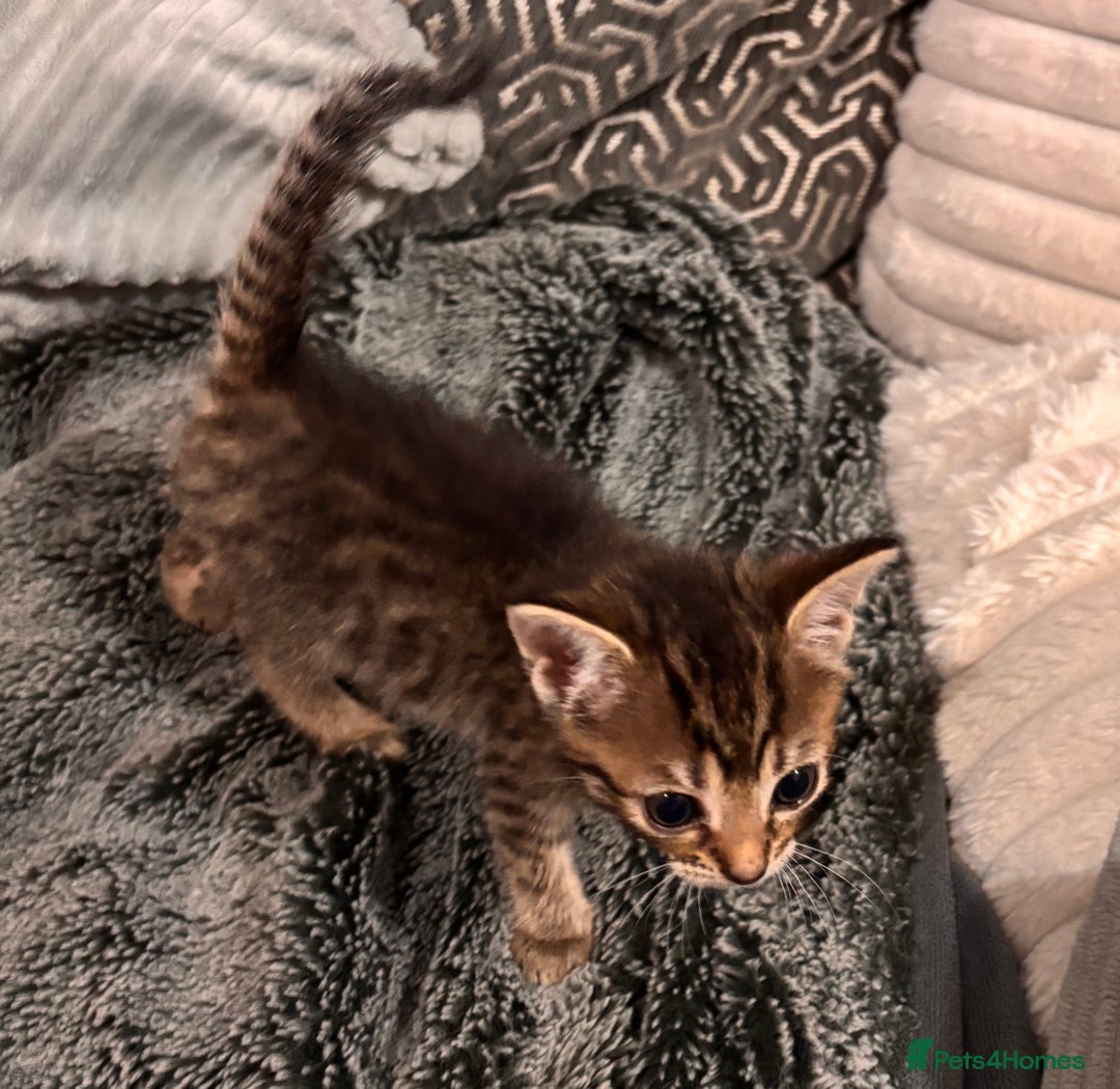 Mixed Breed cats for sale: 7 Gorgeous mixed kittens - Image 20