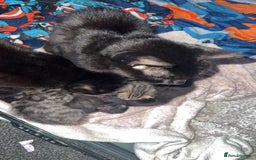 Mixed Breed cats for sale: 6 kittens looking for new homes  - Advert 26