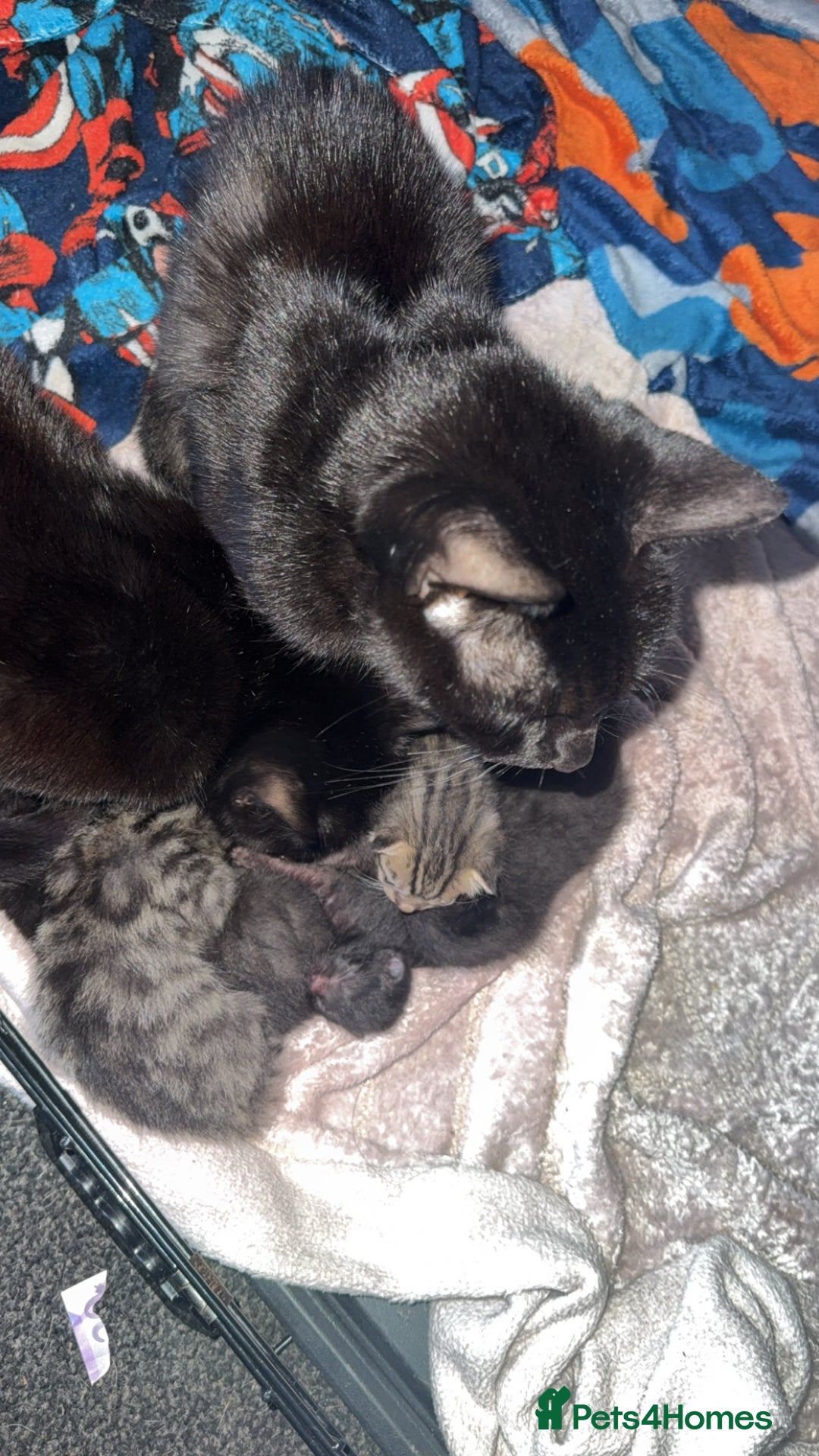 Mixed Breed cats for sale: 6 kittens looking for new homes  - Advert 26