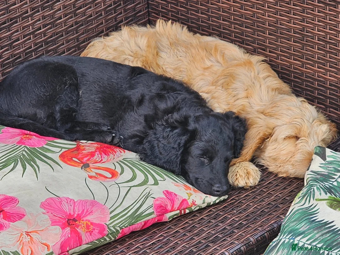 Cockapoo dogs for sale: Gorgeous Cockapoo pups - Ready now!!! - Advert 1