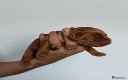Cocker Spaniel dogs for sale: Pedigree Cocker Spaniel Puppies  - Image 5