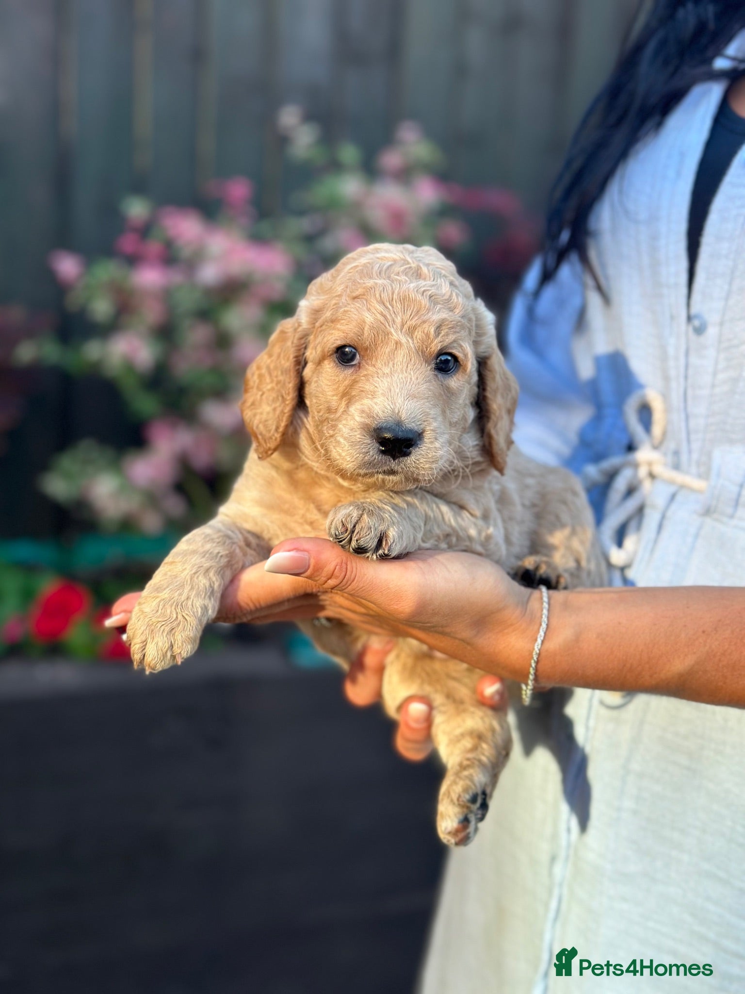 Goldendoodle dogs Beautiful Goldendoodle Puppies Available  - Advert 13