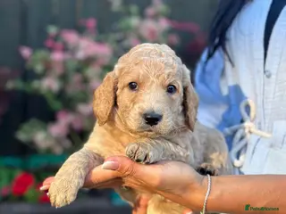 Goldendoodle dogs Beautiful Goldendoodle Puppies Available - Advert 13
