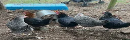 Chickens poultry for sale: Pol hens and older hens  - Advert 4