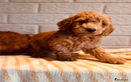 Cockapoo dogs for sale: Cockapoos Toy pra clear  - Image 4