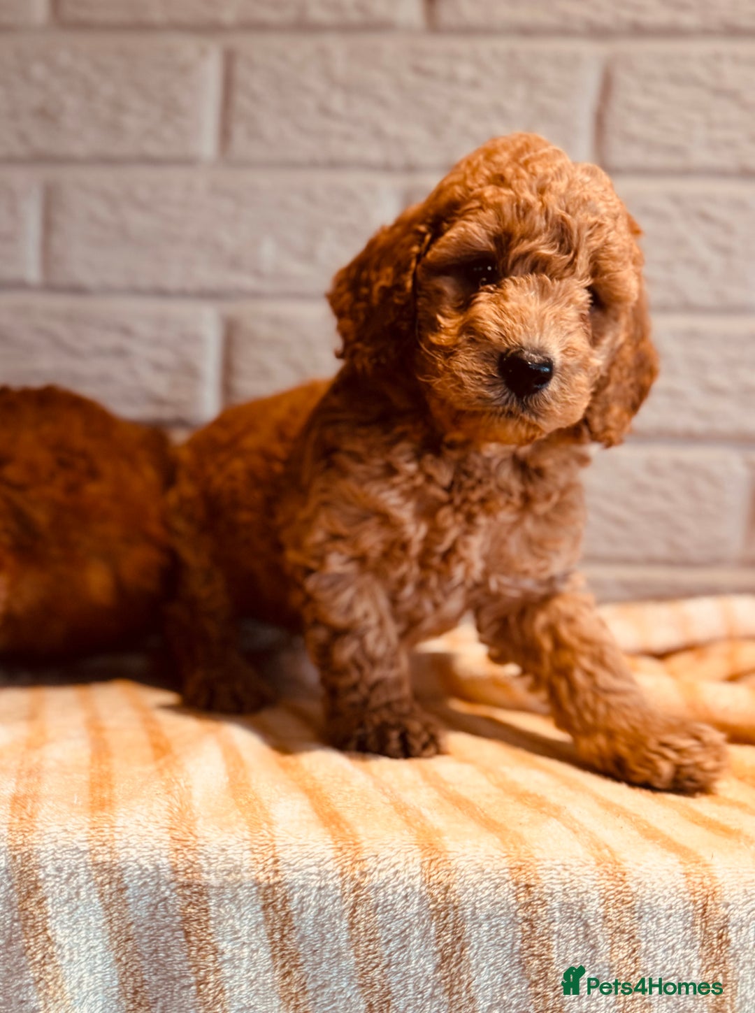 Cockapoo dogs for sale: Cockapoos Toy pra clear  - Image 4