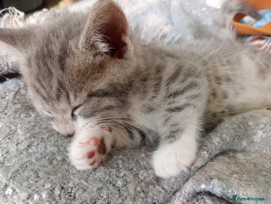 British Shorthair cats for sale: Adorable blue grey kittens - Image 9