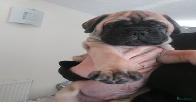 Bullmastiff dogs - Advert 1