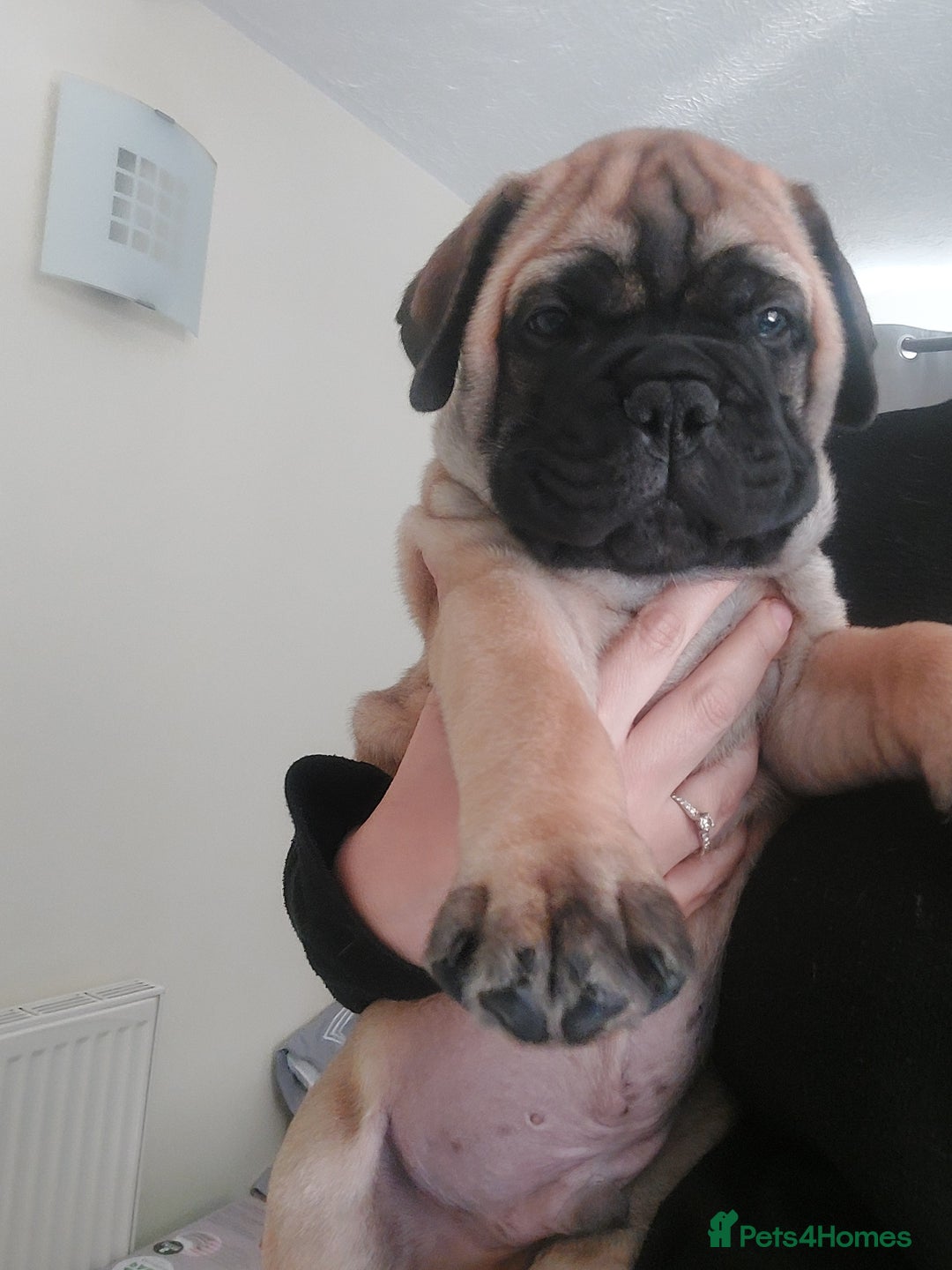 Bullmastiff dogs for sale: K.c registered Bullmastiff puppies  - Image 3