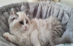 Ragdoll cats for sale: 💞BEAUTIFUL FULL PEDIGREE TICA RAGDOLL KITTENS 💞 - Image 26