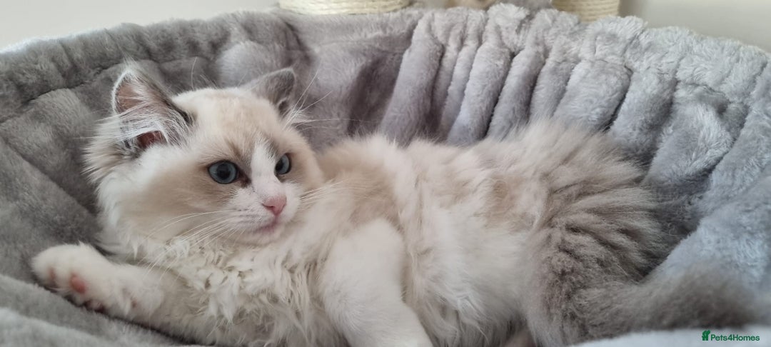 Ragdoll cats for sale: 💞BEAUTIFUL FULL PEDIGREE TICA RAGDOLL KITTENS 💞 - Image 26
