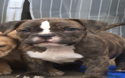 American Bully dogs for sale: Micro Merle bullys - Image 2