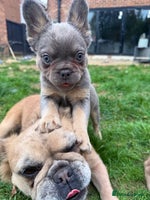 French Bulldog dogs REDUCED Lilac & Tan Fluffy - READY 🏠 - Advert 7