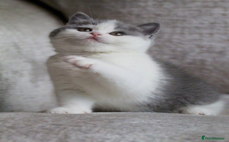 British Shorthair cats 🐾GCCF Registered British Shorthair Kittens🐾 - Advert 8