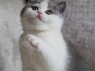 British Shorthair cats 🐾GCCF Registered British Shorthair Kittens🐾 - Advert 13