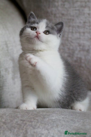British Shorthair cats 🐾GCCF Registered British Shorthair Kittens🐾 - Advert 8