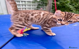 Keetso cats for sale: Rare curled eared rosetted keetso male  - Advert 19